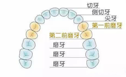 牙齿排列图