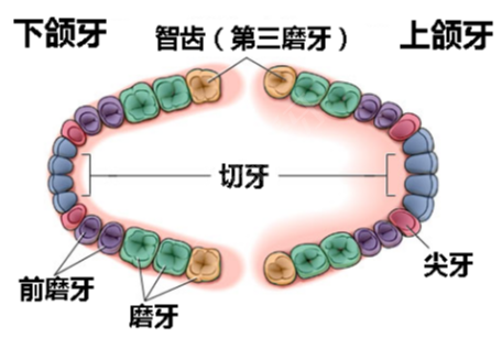 牙齿排列图